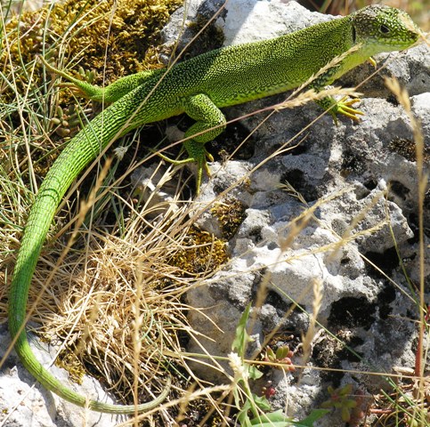 Ramarro - Lacerta bilineata